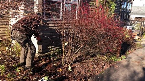 pruning barberry bushes in summer.